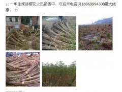 樱花小苗,海棠小苗,紫薇小苗,供应