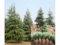 嘉宏苗木场长期供应雪松大小规格