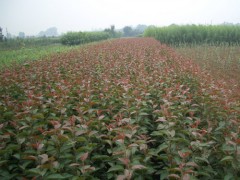 临沂北美海棠小苗