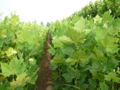 特供1.7公分法桐小苗