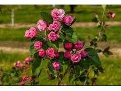 寒富果苗 皇家雨点