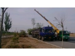 白蜡 全冠白蜡 土球白蜡