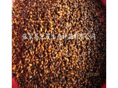 供应保鲜金丝楠种子