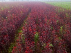 红叶李树苗价格