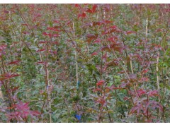 红枫、樱花小苗、红枫小苗