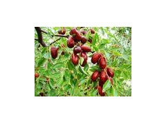 供应山东枣树苗最新枣树苗价格