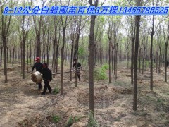 山东白蜡、大白蜡