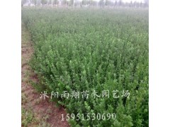 江苏50公分卫矛最低价格