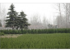 蜀桧,龙柏,广玉兰,桂花,欢迎来电咨询