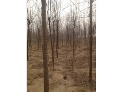 供应 2-20公分一级白蜡