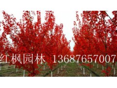 2公分至4公分正宗秋火焰小苗