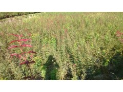 供应海棠,樱花,红枫小苗。