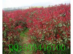 供应各种规格的红叶石楠