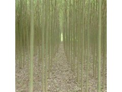 柳树、速生柳