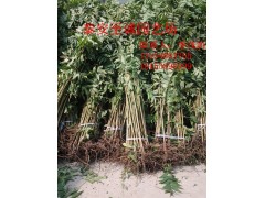 香椿苗那里全 香椿苗哪里货量大 红油香椿苗