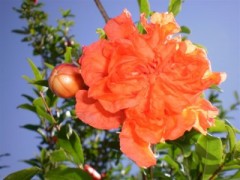 2到5公分石榴树春季销售中,量大价优15253489958