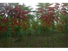火炬树、苗