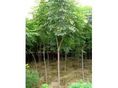 火炬树苗、山东火炬树苗信息