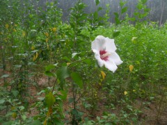 木槿树苗、无中介木槿树苗