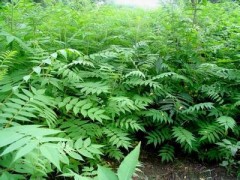 火炬树、火炬树苗批发