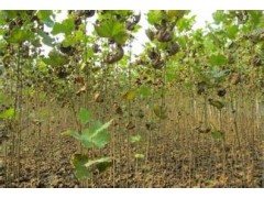 2米以上法桐树苗价格