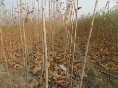 山东法桐小苗、最新苗木价格