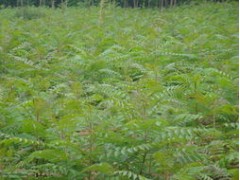 1公分以上火炬树苗信息