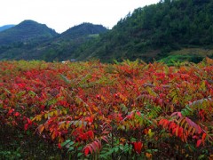 1公分以上火炬树苗价格