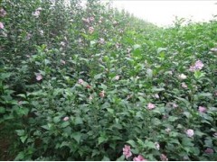 60公分以上木槿供求信息