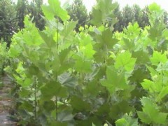 1米以上法桐树苗信息