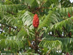 火炬树苗最新信息