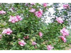 木槿基地木槿直销