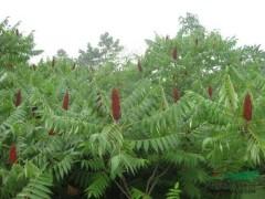 铁路绿化火炬树苗