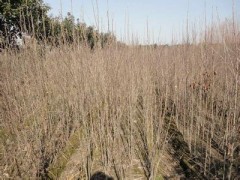 绿化木槿树苗批发信息