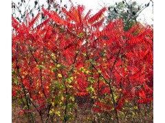 2014山东火炬树苗信息