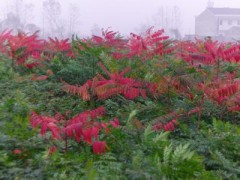 山东火炬树苗、火炬树苗价格