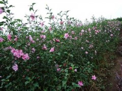 2014木槿基地木槿树苗