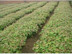 五角枫树苗销售信息