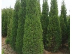 供应2米以上蜀桧