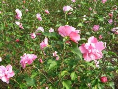 木槿树、木槿树苗