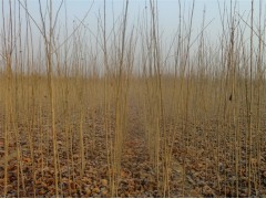 最新法桐小苗行情