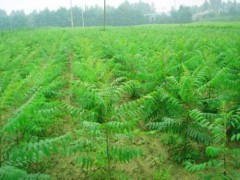 自产自销低价批发火炬树、火炬苗基地