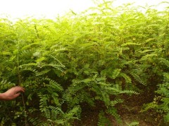 山东火炬基地批发火炬树苗价格