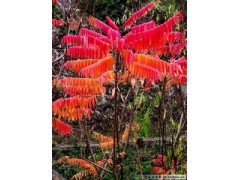 2014山东优质火炬树苗最低批发价格