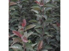 批发供应海棠苗、优质海棠苗、海棠苗基地