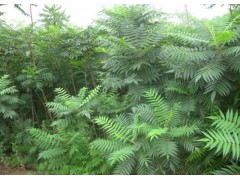 大量供应各种规格火炬树火炬苗