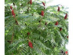 泰安火炬苗、树基地低价供应各种规格火炬树