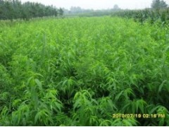 山东桃树苗、山东毛桃苗、2013桃树苗价格