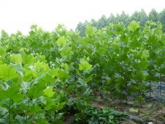 泰安扦插法桐苗 /法桐苗基地 /法桐苗价格