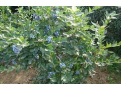蓝莓小苗价格 /优质蓝莓小苗 /蓝莓苗基地